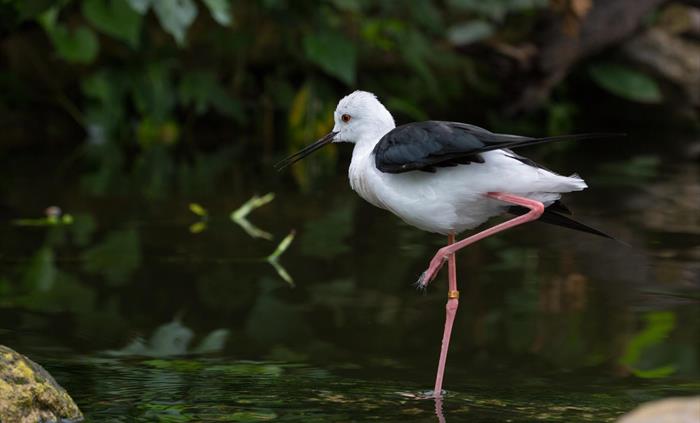 A Black-winged Stilt stands on one leg in shallow water.
